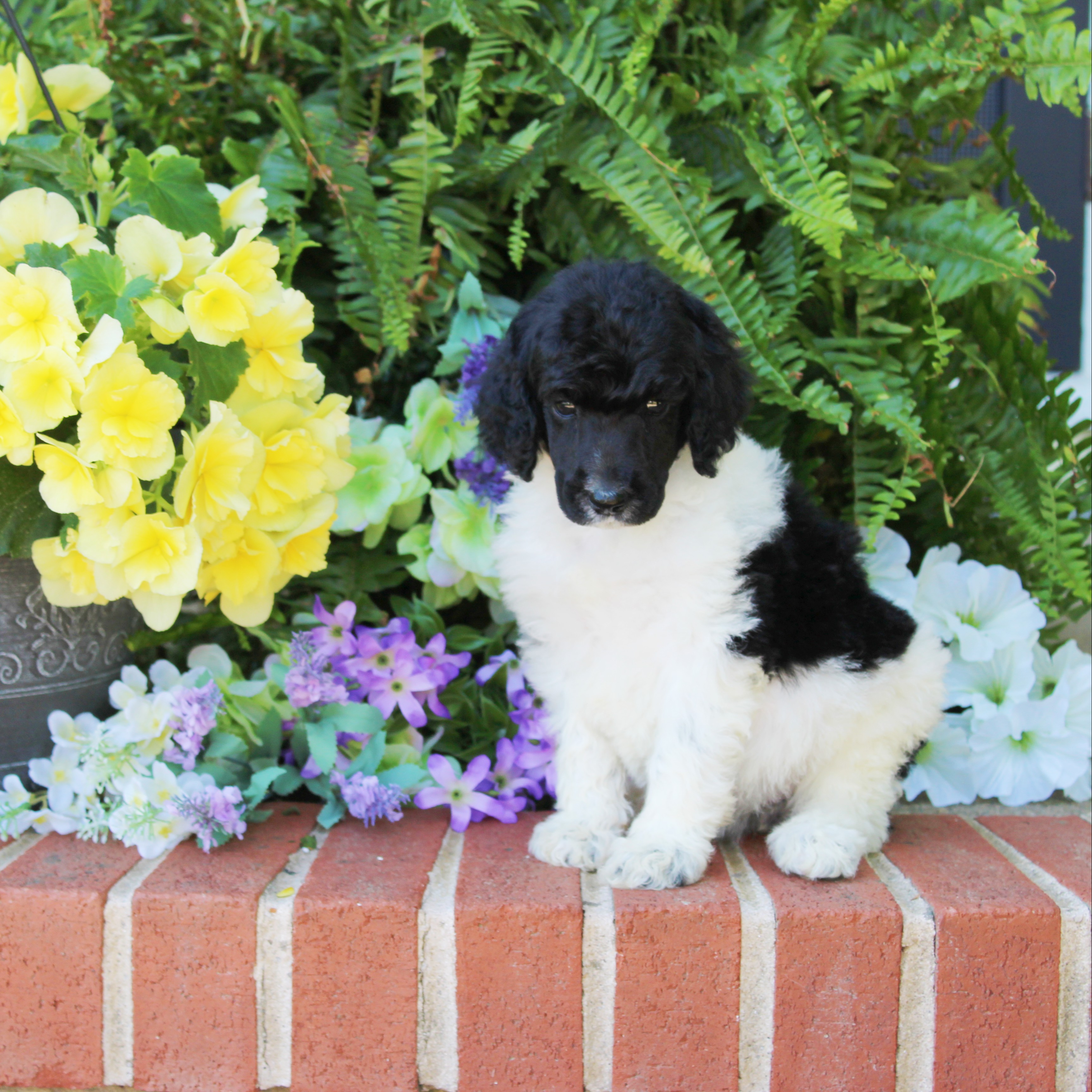 John Stoltzfus Breeder Lancaster Pa - obies12