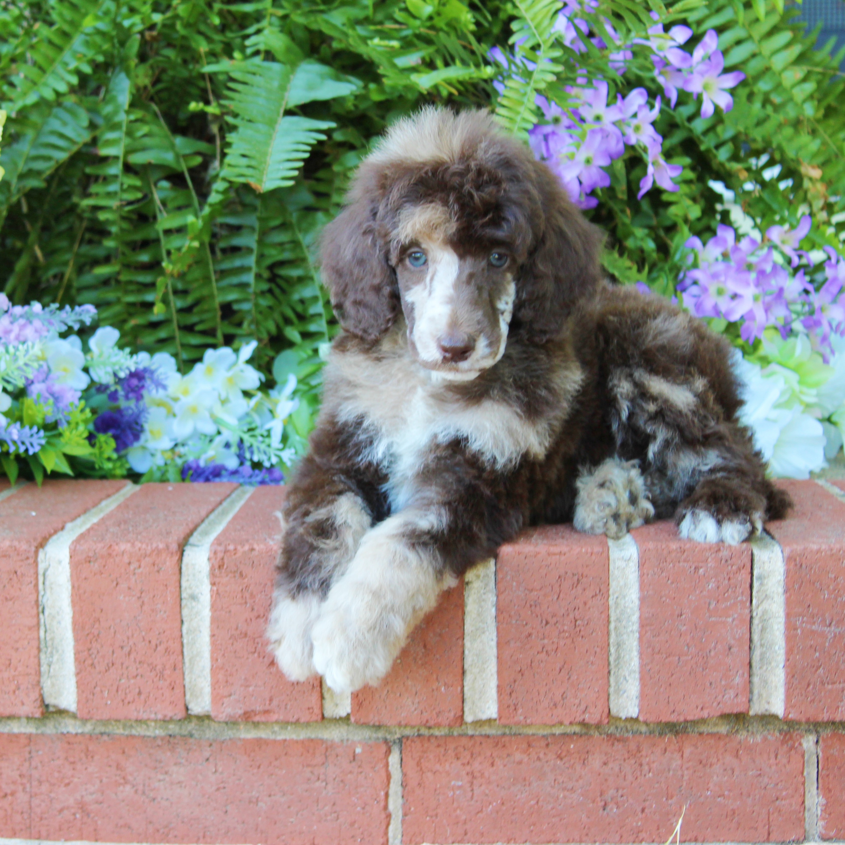 John Stoltzfus Breeder Lancaster Pa - fep1qmv