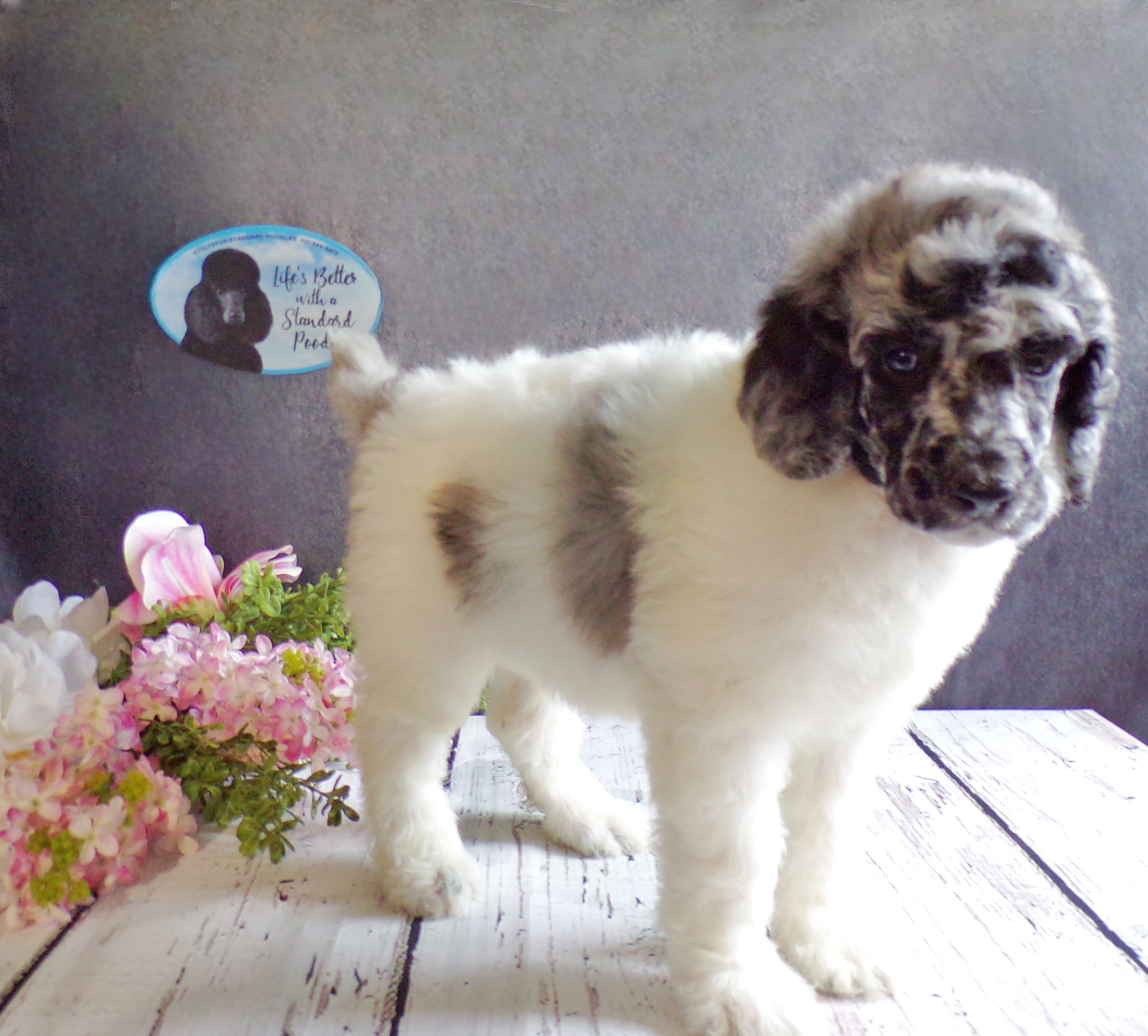 John Stoltzfus Breeder Lancaster Pa - j4x0c4f