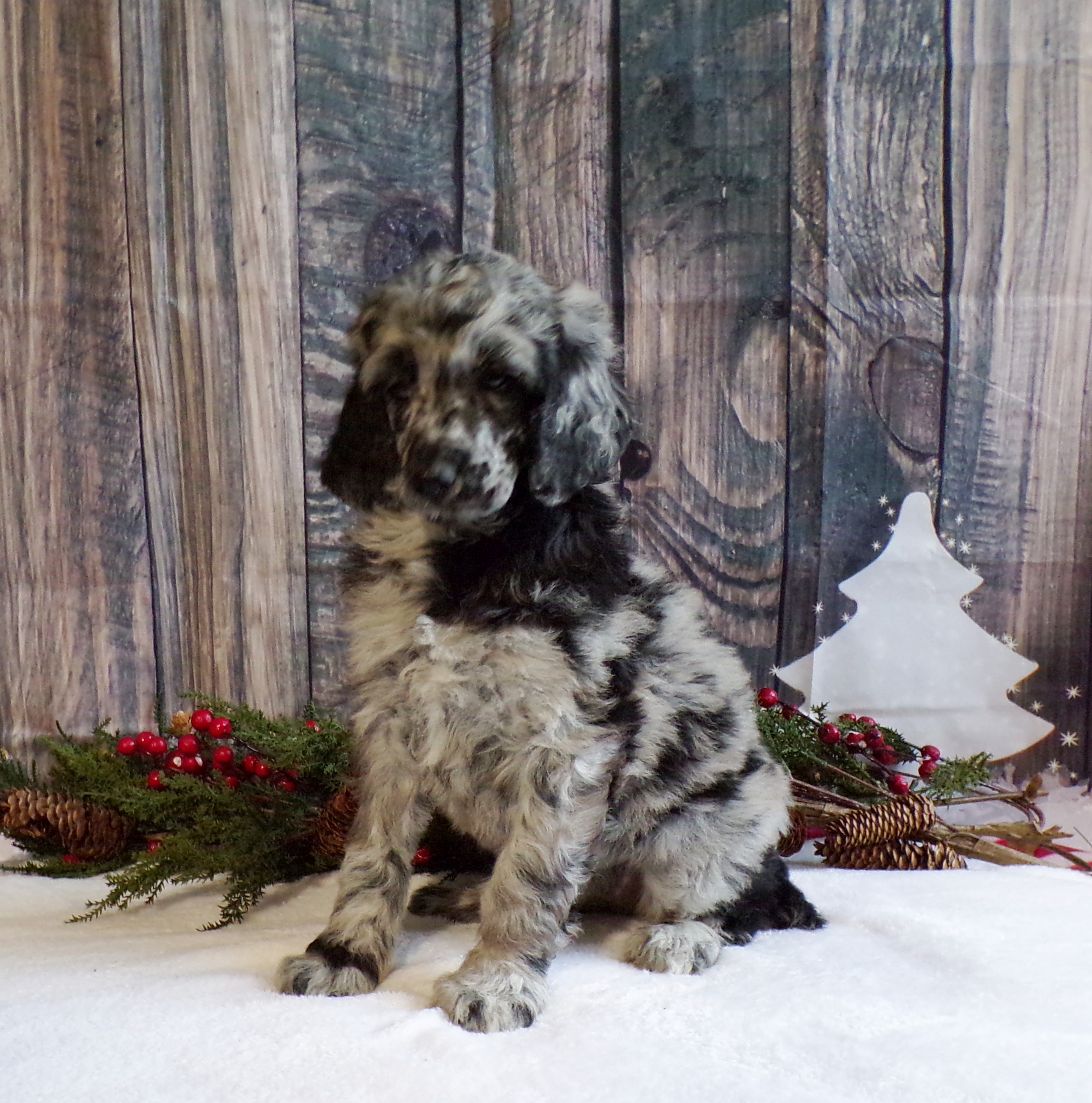 John Stoltzfus Breeder Lancaster Pa - qjwoczg