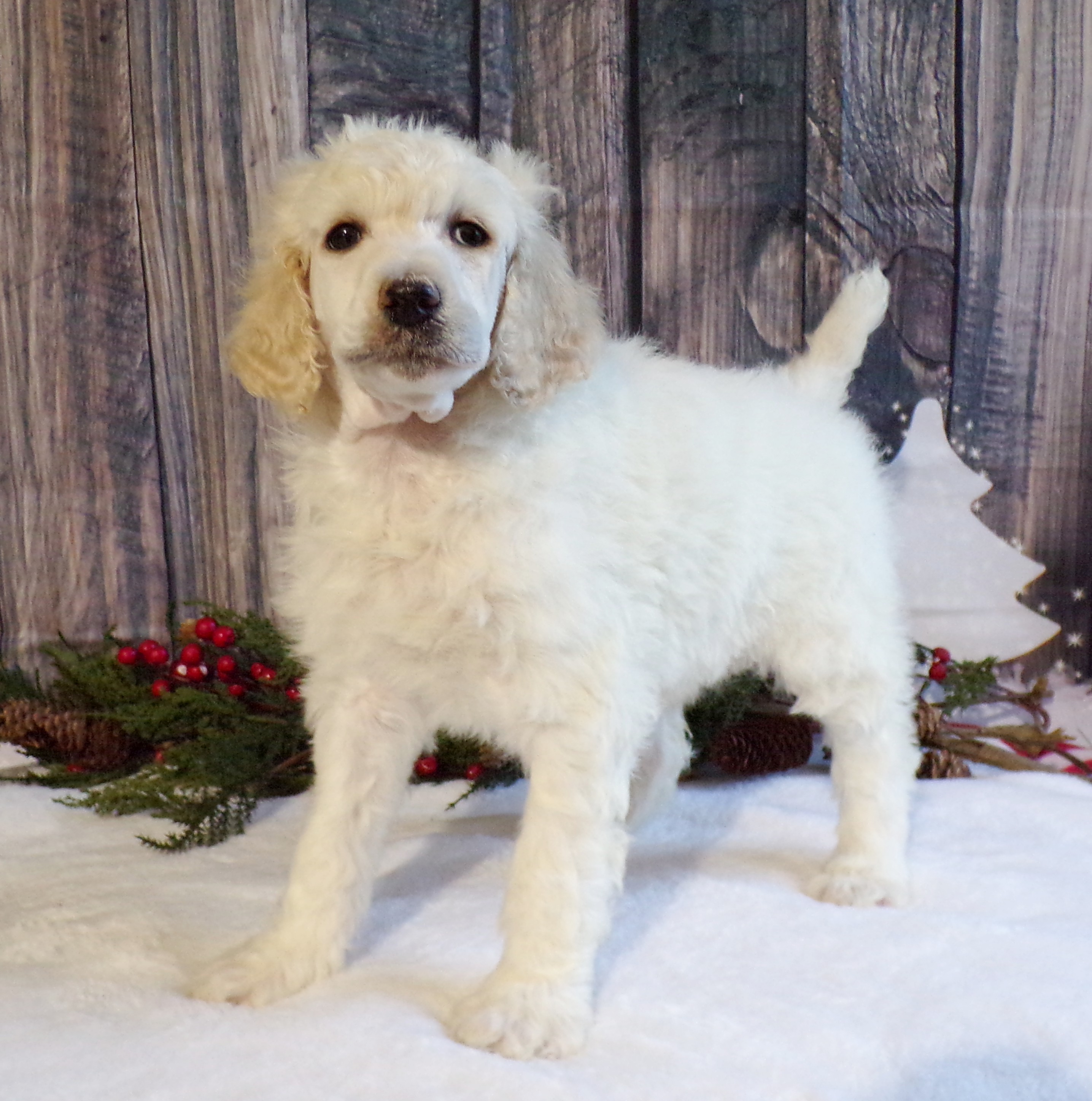 John Stoltzfus Breeder Lancaster Pa - homnipw