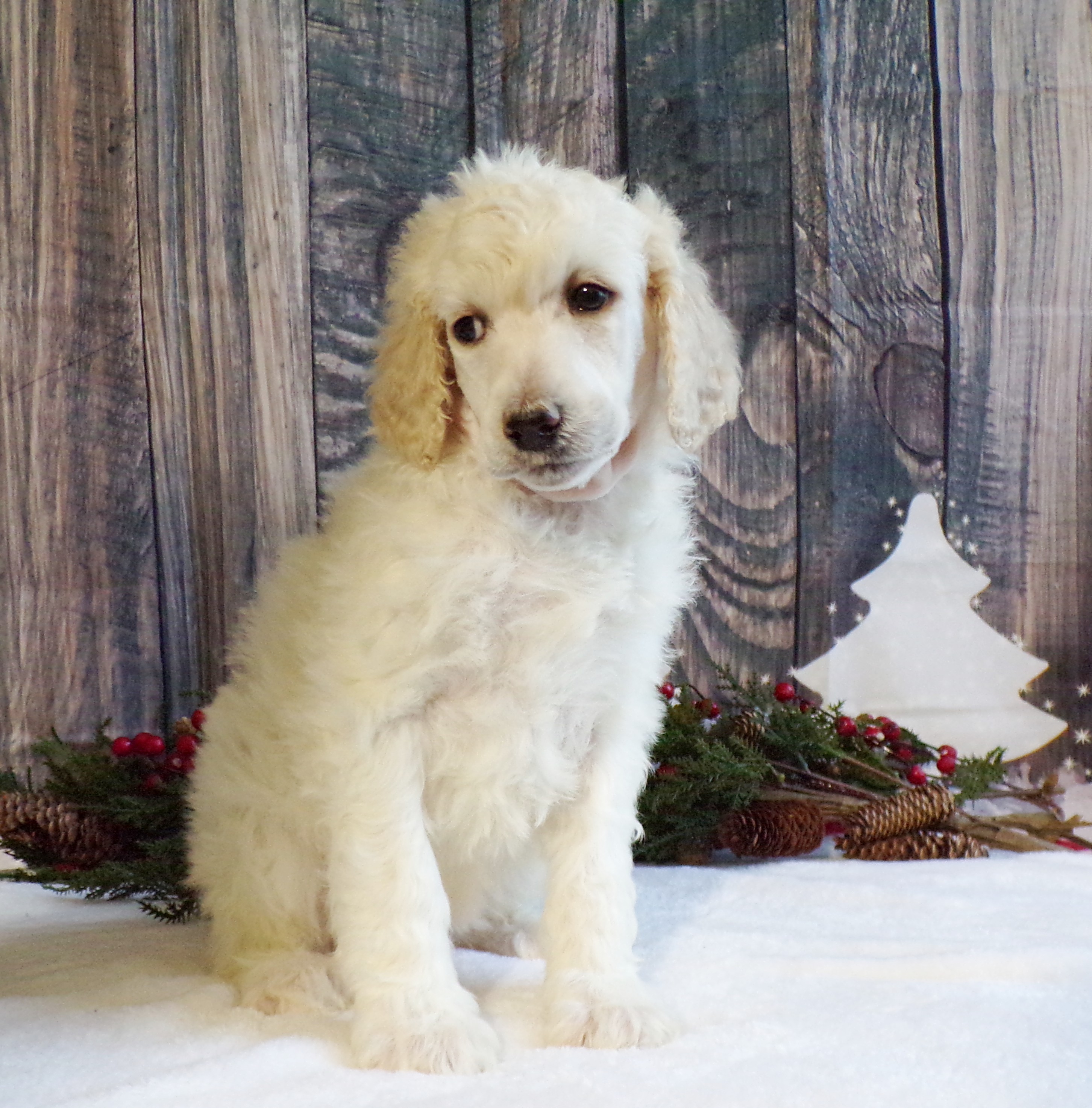 John Stoltzfus Breeder Lancaster Pa - wm3tmq3