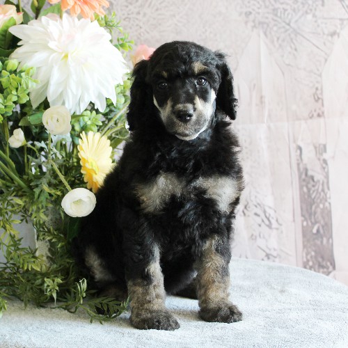 puppy, for, sale, Standard Poodle, John  Stoltzfus, dog, breeder, Christiana, PA, dog-breeder, puppy-for-sale, forsale, nearby, find, puppyfind, locator, puppylocator, aca