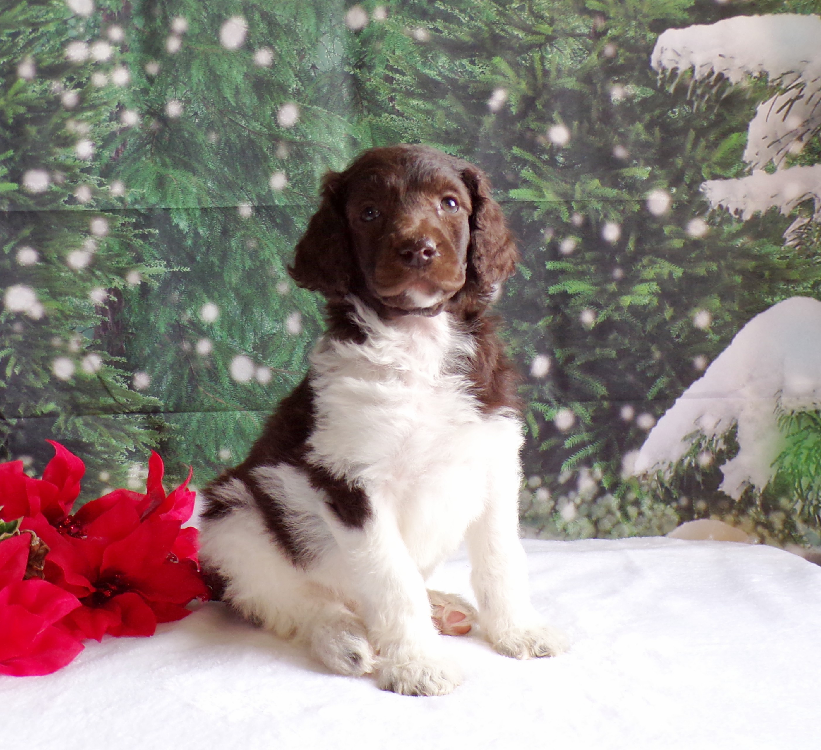 John Stoltzfus Breeder Lancaster Pa - agqmxvu