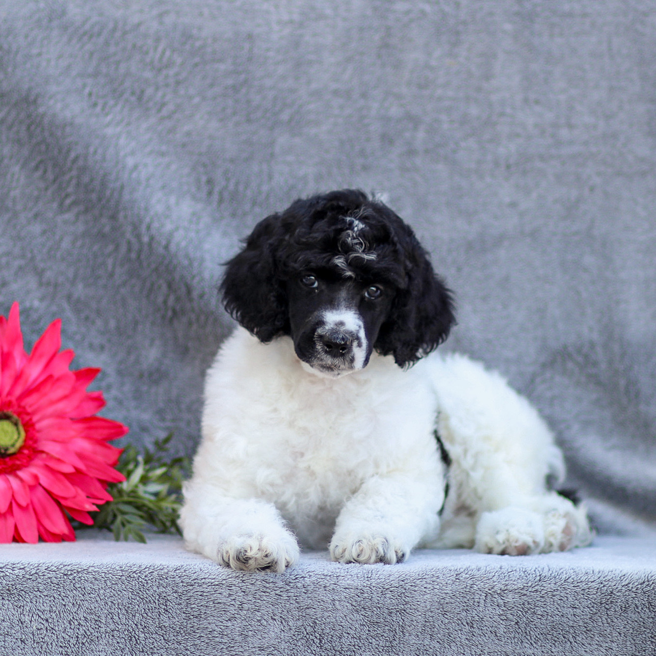 puppy, for, sale, Standard Poodle, John  Stoltzfus, dog, breeder, Christiana, PA, dog-breeder, puppy-for-sale, forsale, nearby, find, puppyfind, locator, puppylocator, aca