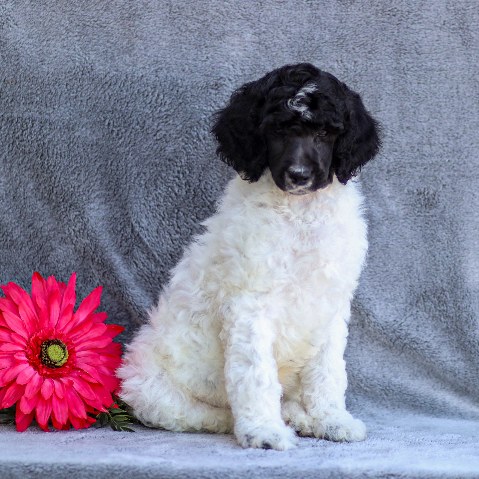 puppy, for, sale, Standard Poodle, John  Stoltzfus, dog, breeder, Christiana, PA, dog-breeder, puppy-for-sale, forsale, nearby, find, puppyfind, locator, puppylocator, aca