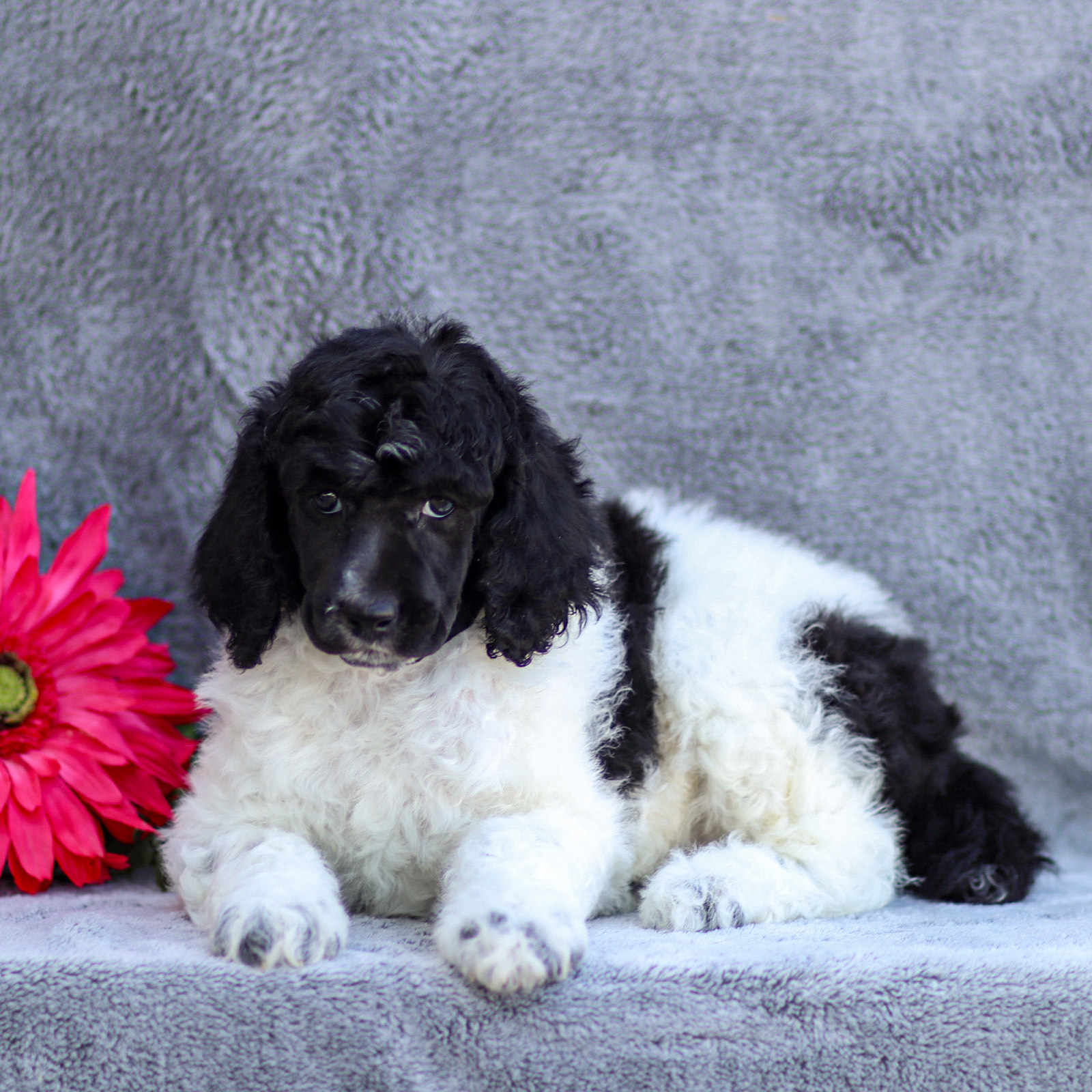 puppy, for, sale, Standard Poodle, John  Stoltzfus, dog, breeder, Christiana, PA, dog-breeder, puppy-for-sale, forsale, nearby, find, puppyfind, locator, puppylocator, aca