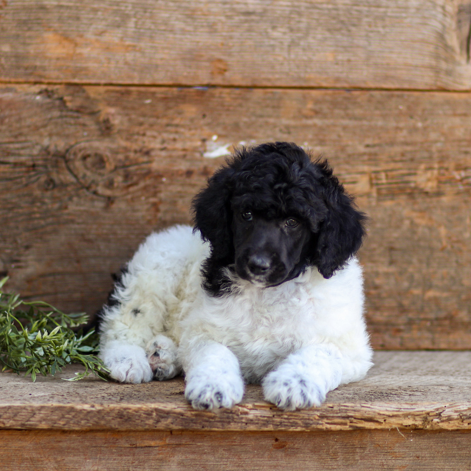 puppy, for, sale, Standard Poodle, John  Stoltzfus, dog, breeder, Christiana, PA, dog-breeder, puppy-for-sale, forsale, nearby, find, puppyfind, locator, puppylocator, aca