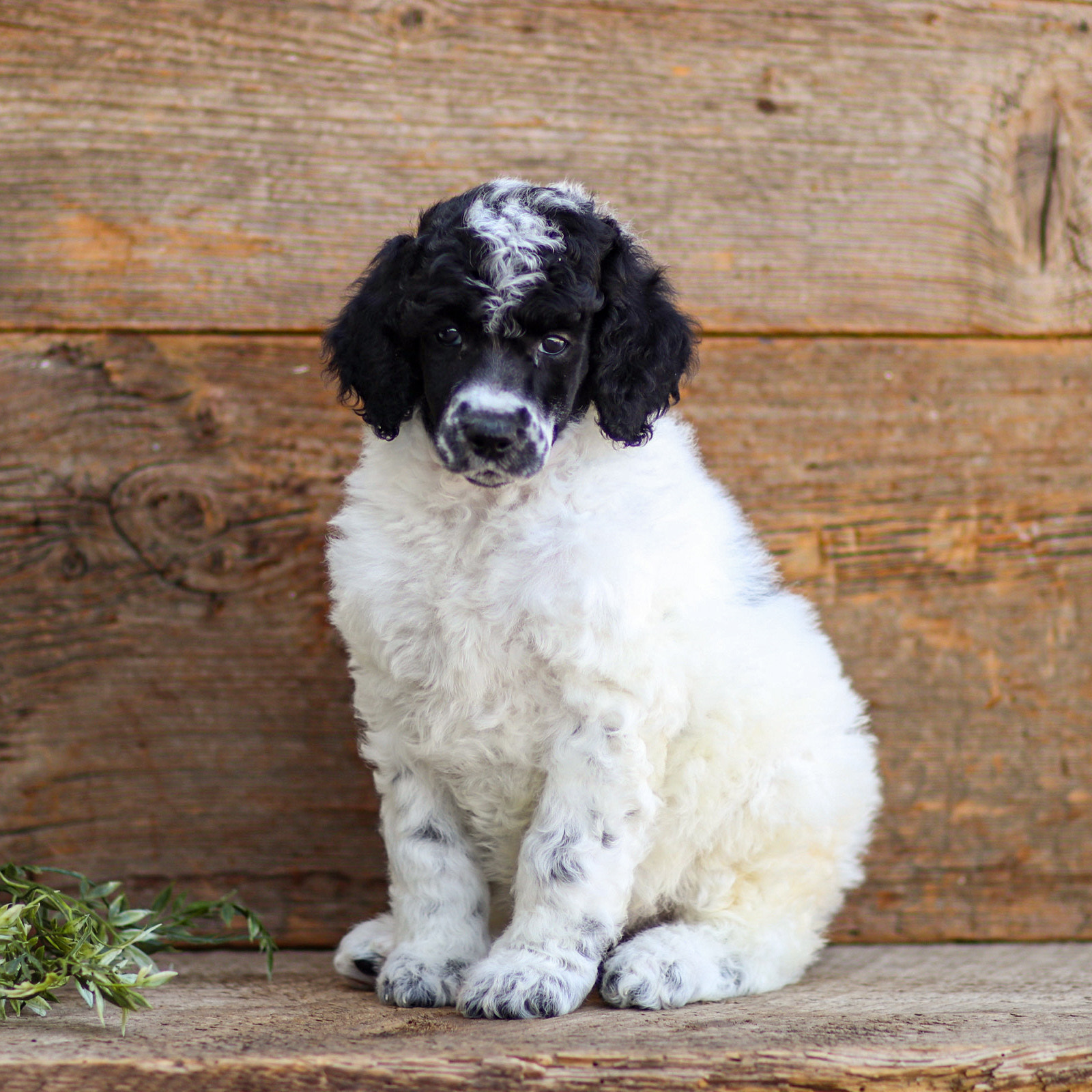 puppy, for, sale, Standard Poodle, John  Stoltzfus, dog, breeder, Christiana, PA, dog-breeder, puppy-for-sale, forsale, nearby, find, puppyfind, locator, puppylocator, aca