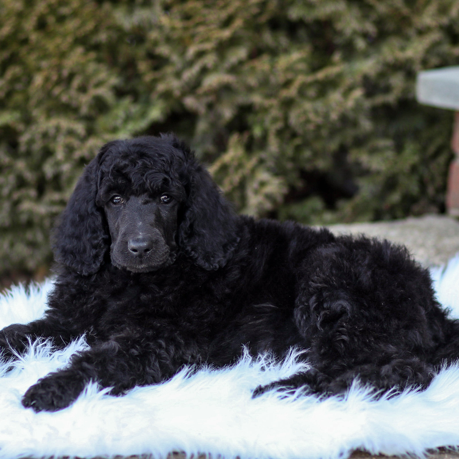 puppy, for, sale, Standard Poodle, John  Stoltzfus, dog, breeder, Christiana, PA, dog-breeder, puppy-for-sale, forsale, nearby, find, puppyfind, locator, puppylocator, aca