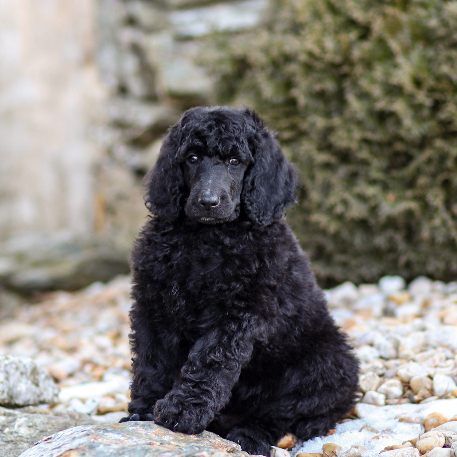 puppy, for, sale, Standard Poodle, John  Stoltzfus, dog, breeder, Christiana, PA, dog-breeder, puppy-for-sale, forsale, nearby, find, puppyfind, locator, puppylocator, aca