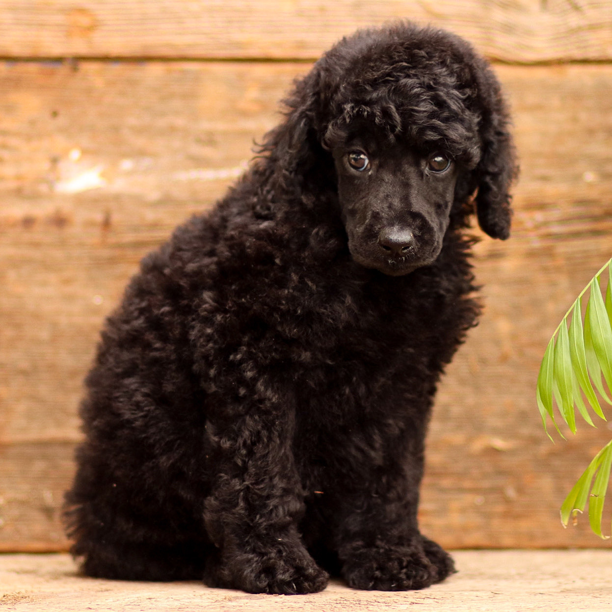 puppy, for, sale, Standard Poodle, John  Stoltzfus, dog, breeder, Christiana, PA, dog-breeder, puppy-for-sale, forsale, nearby, find, puppyfind, locator, puppylocator, aca