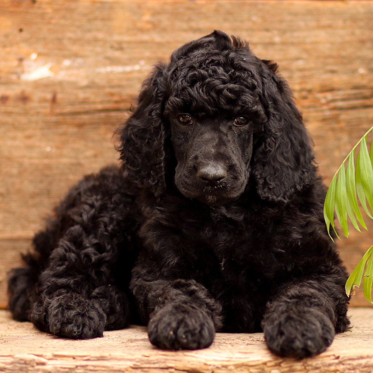 puppy, for, sale, Standard Poodle, John  Stoltzfus, dog, breeder, Christiana, PA, dog-breeder, puppy-for-sale, forsale, nearby, find, puppyfind, locator, puppylocator, aca