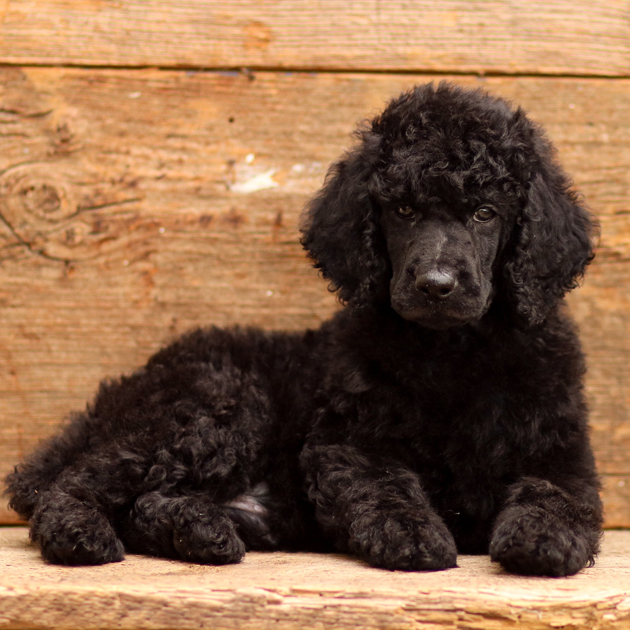 puppy, for, sale, Standard Poodle, John  Stoltzfus, dog, breeder, Christiana, PA, dog-breeder, puppy-for-sale, forsale, nearby, find, puppyfind, locator, puppylocator, aca