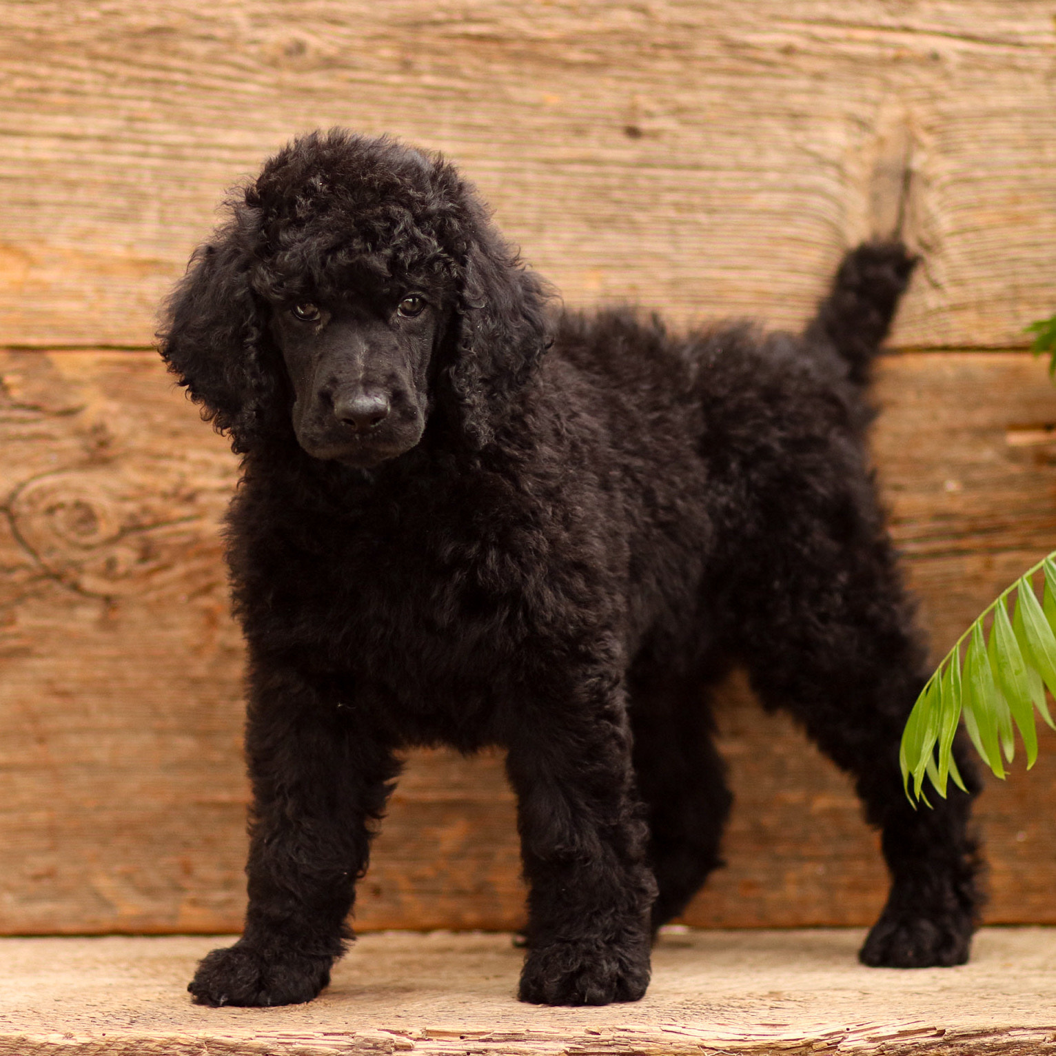 puppy, for, sale, Standard Poodle, John  Stoltzfus, dog, breeder, Christiana, PA, dog-breeder, puppy-for-sale, forsale, nearby, find, puppyfind, locator, puppylocator, aca