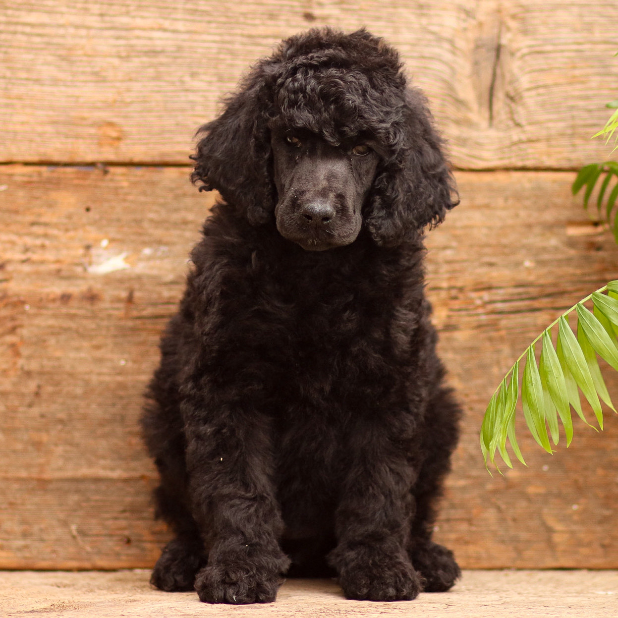 puppy, for, sale, Standard Poodle, John  Stoltzfus, dog, breeder, Christiana, PA, dog-breeder, puppy-for-sale, forsale, nearby, find, puppyfind, locator, puppylocator, aca