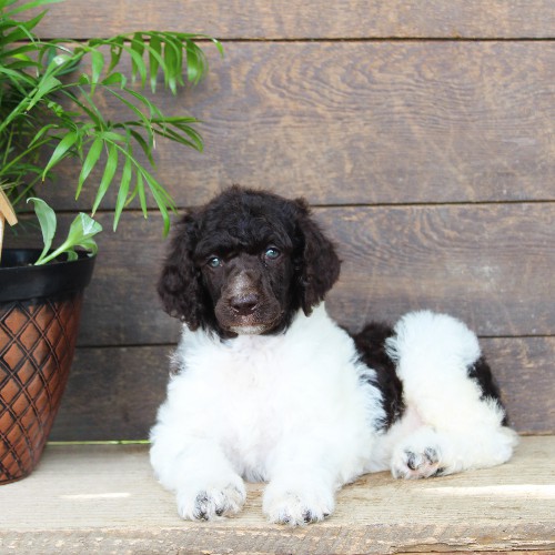 puppy, for, sale, Standard Poodle, John  Stoltzfus, dog, breeder, Christiana, PA, dog-breeder, puppy-for-sale, forsale, nearby, find, puppyfind, locator, puppylocator, aca