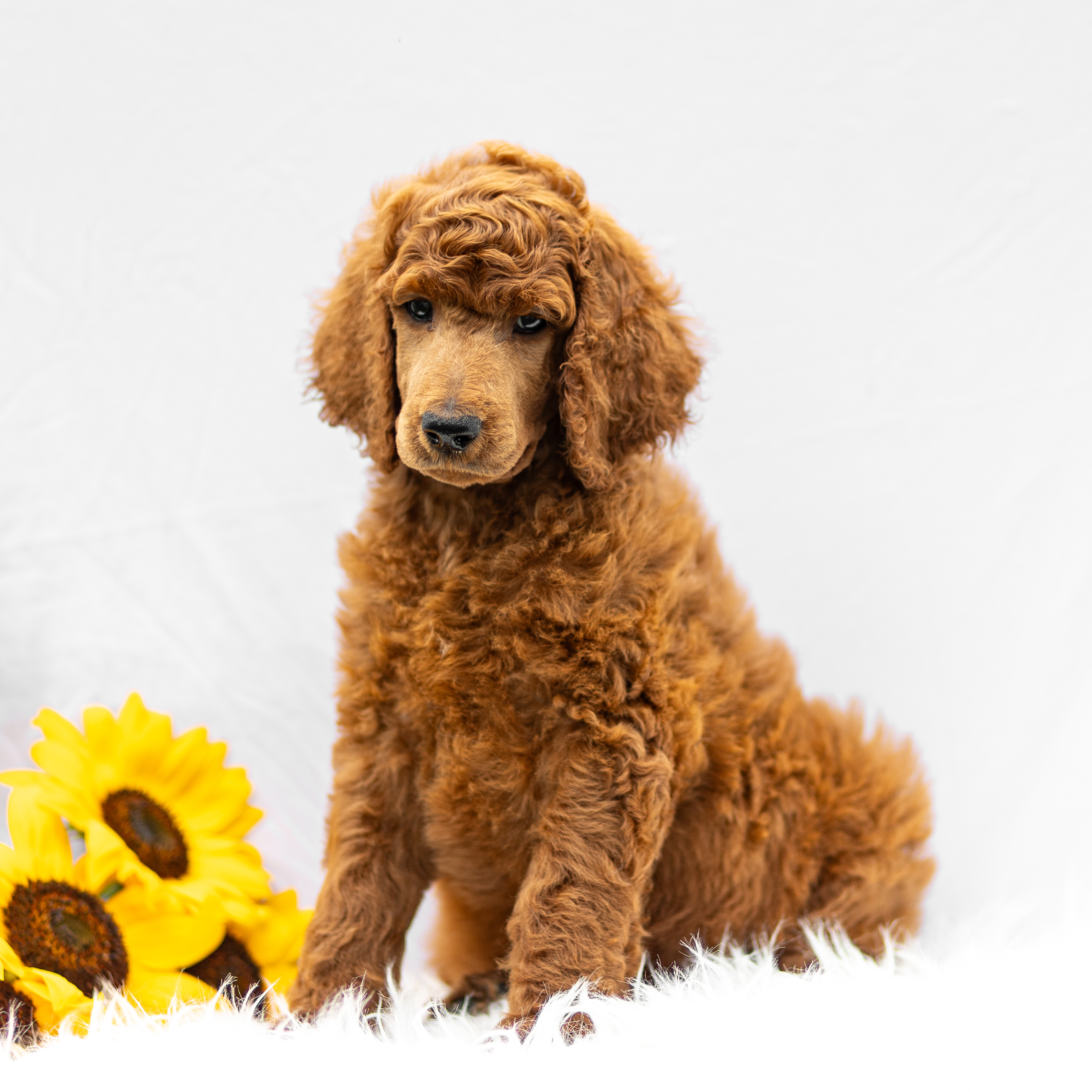 puppy, for, sale, Standard Poodle, John  Stoltzfus, dog, breeder, Christiana, PA, dog-breeder, puppy-for-sale, forsale, nearby, find, puppyfind, locator, puppylocator, aca