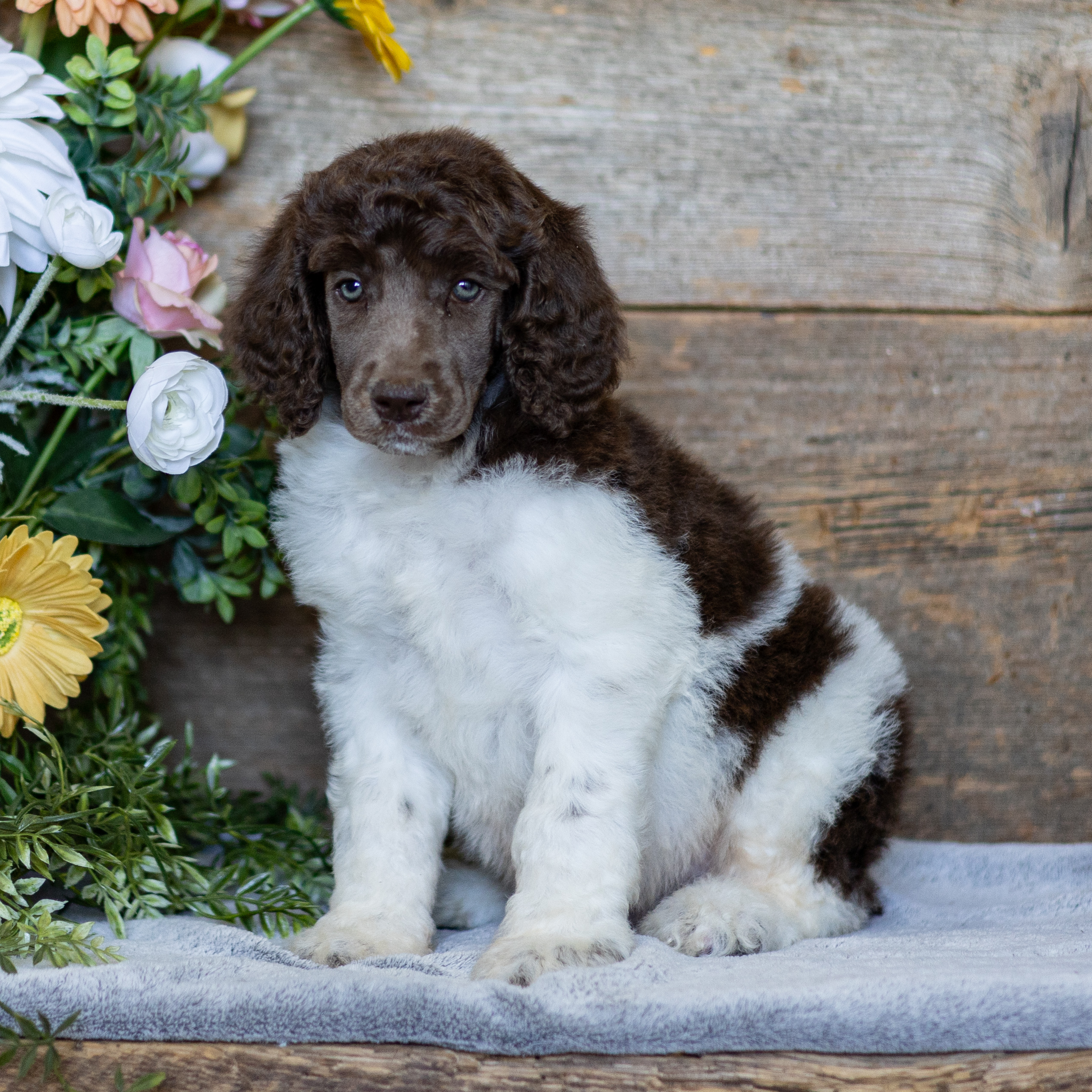 puppy, for, sale, Standard Poodle, John  Stoltzfus, dog, breeder, Christiana, PA, dog-breeder, puppy-for-sale, forsale, nearby, find, puppyfind, locator, puppylocator, aca