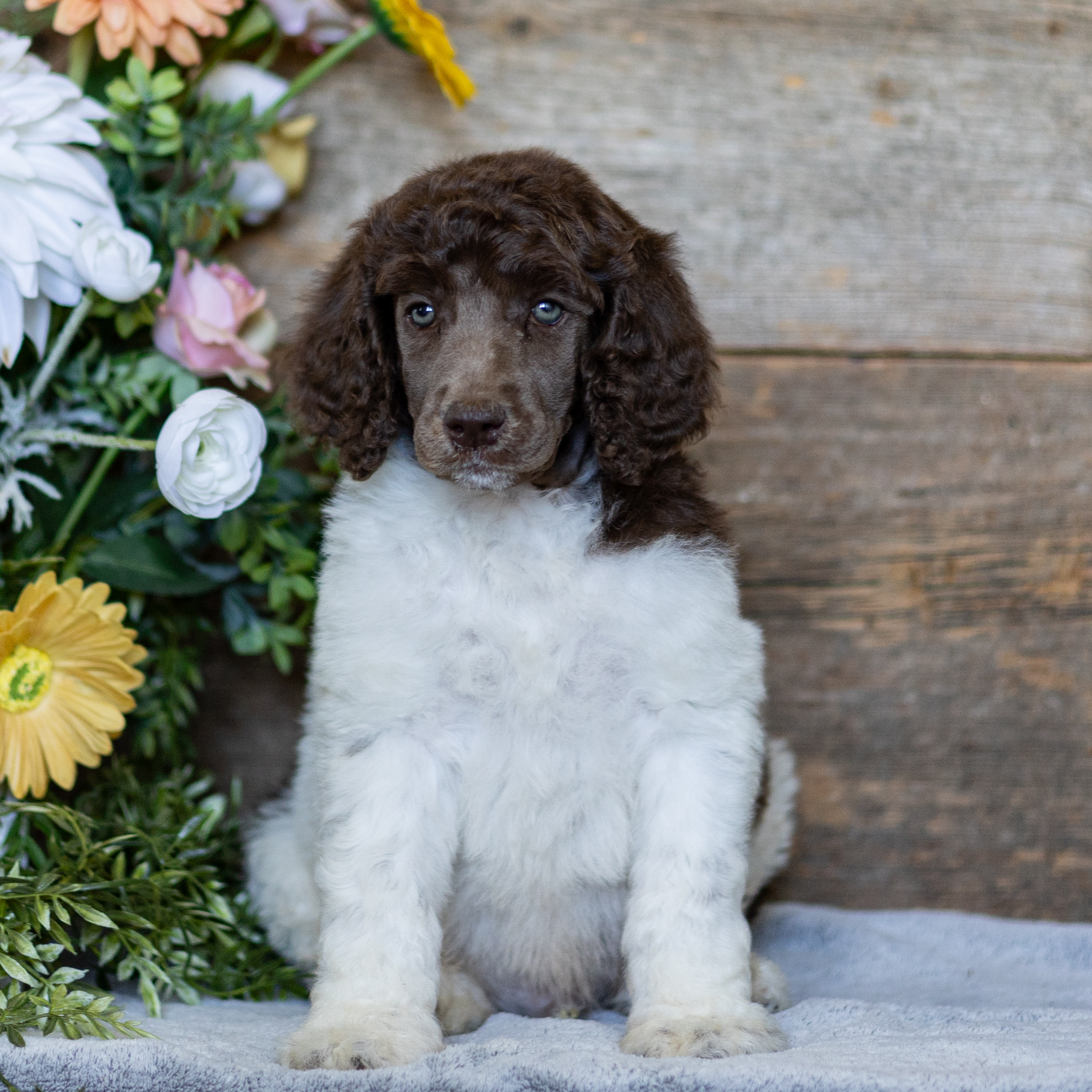 puppy, for, sale, Standard Poodle, John  Stoltzfus, dog, breeder, Christiana, PA, dog-breeder, puppy-for-sale, forsale, nearby, find, puppyfind, locator, puppylocator, aca
