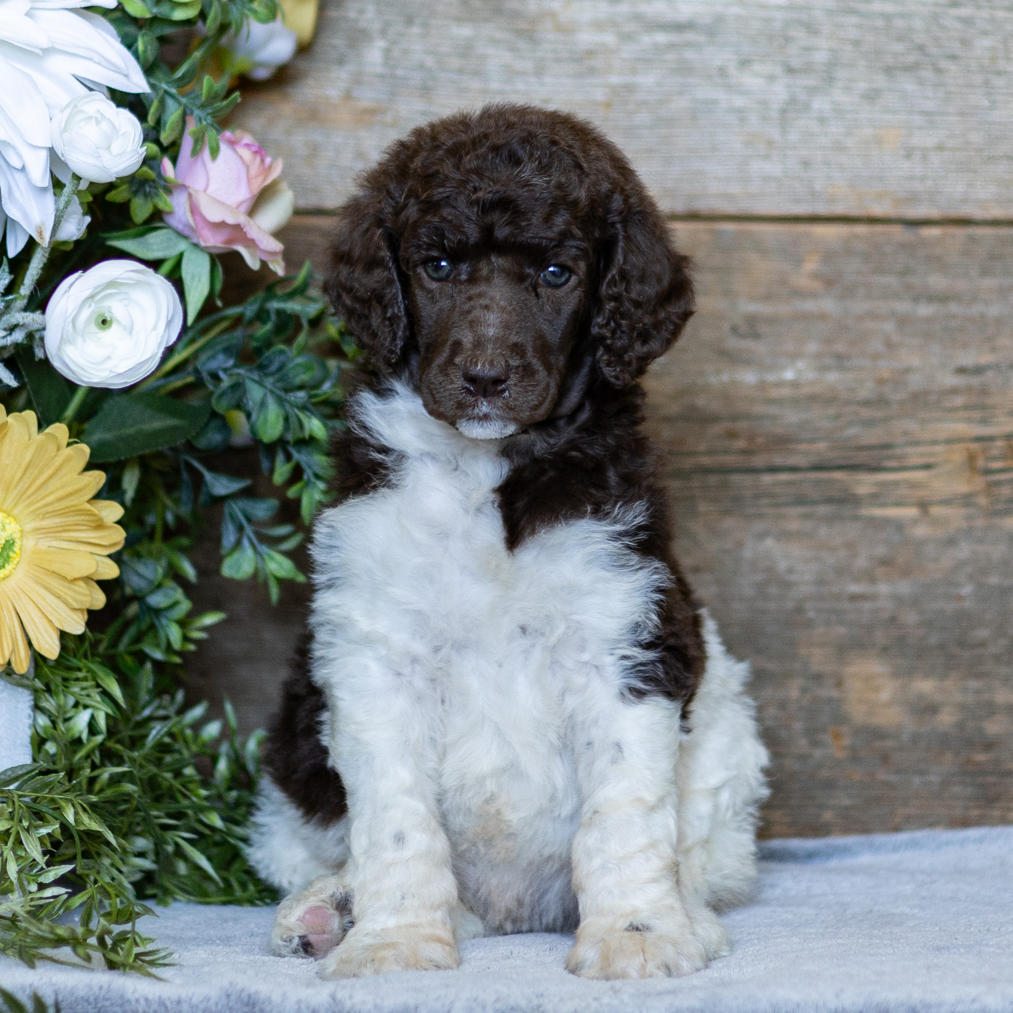 puppy, for, sale, Standard Poodle, John  Stoltzfus, dog, breeder, Christiana, PA, dog-breeder, puppy-for-sale, forsale, nearby, find, puppyfind, locator, puppylocator, aca