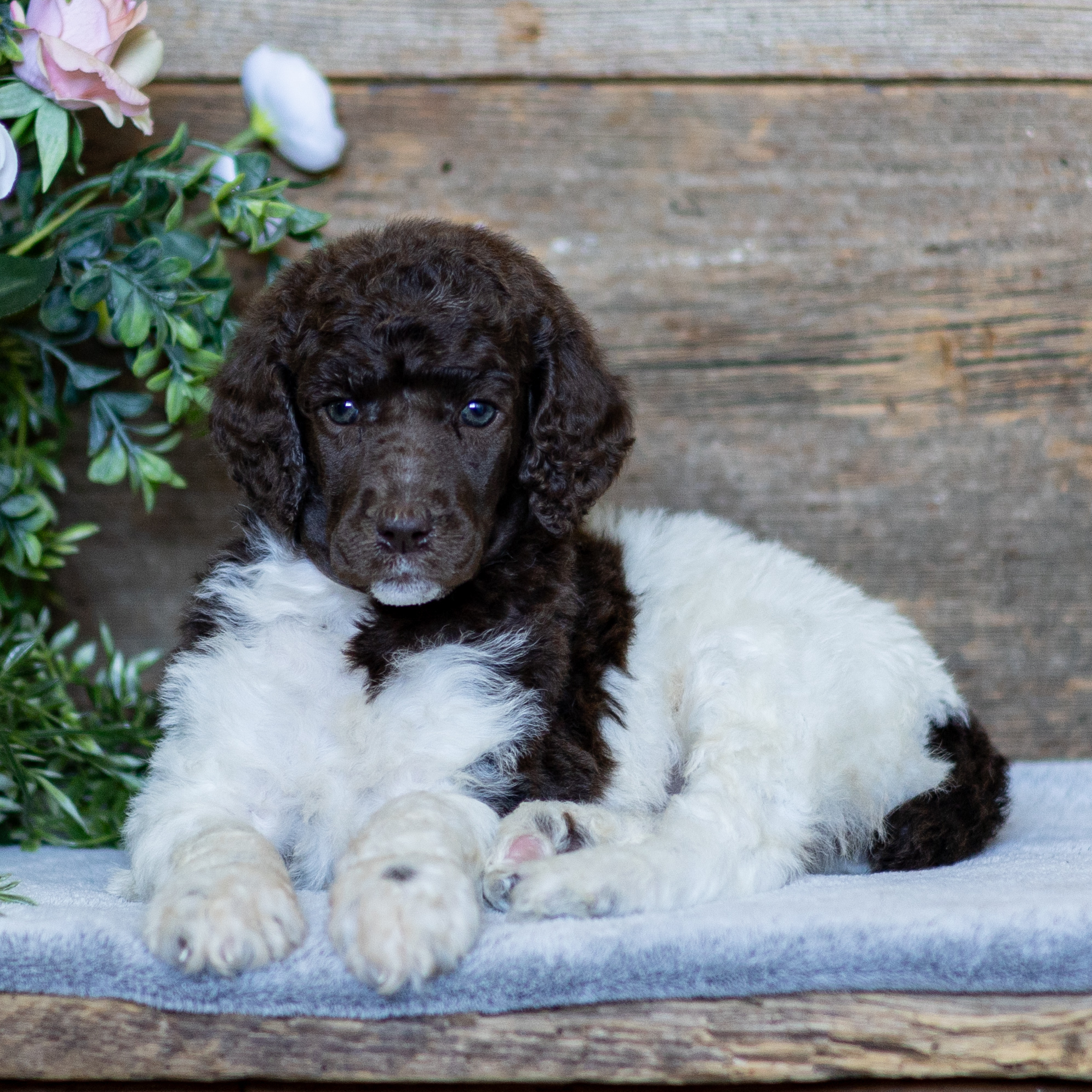 puppy, for, sale, Standard Poodle, John  Stoltzfus, dog, breeder, Christiana, PA, dog-breeder, puppy-for-sale, forsale, nearby, find, puppyfind, locator, puppylocator, aca