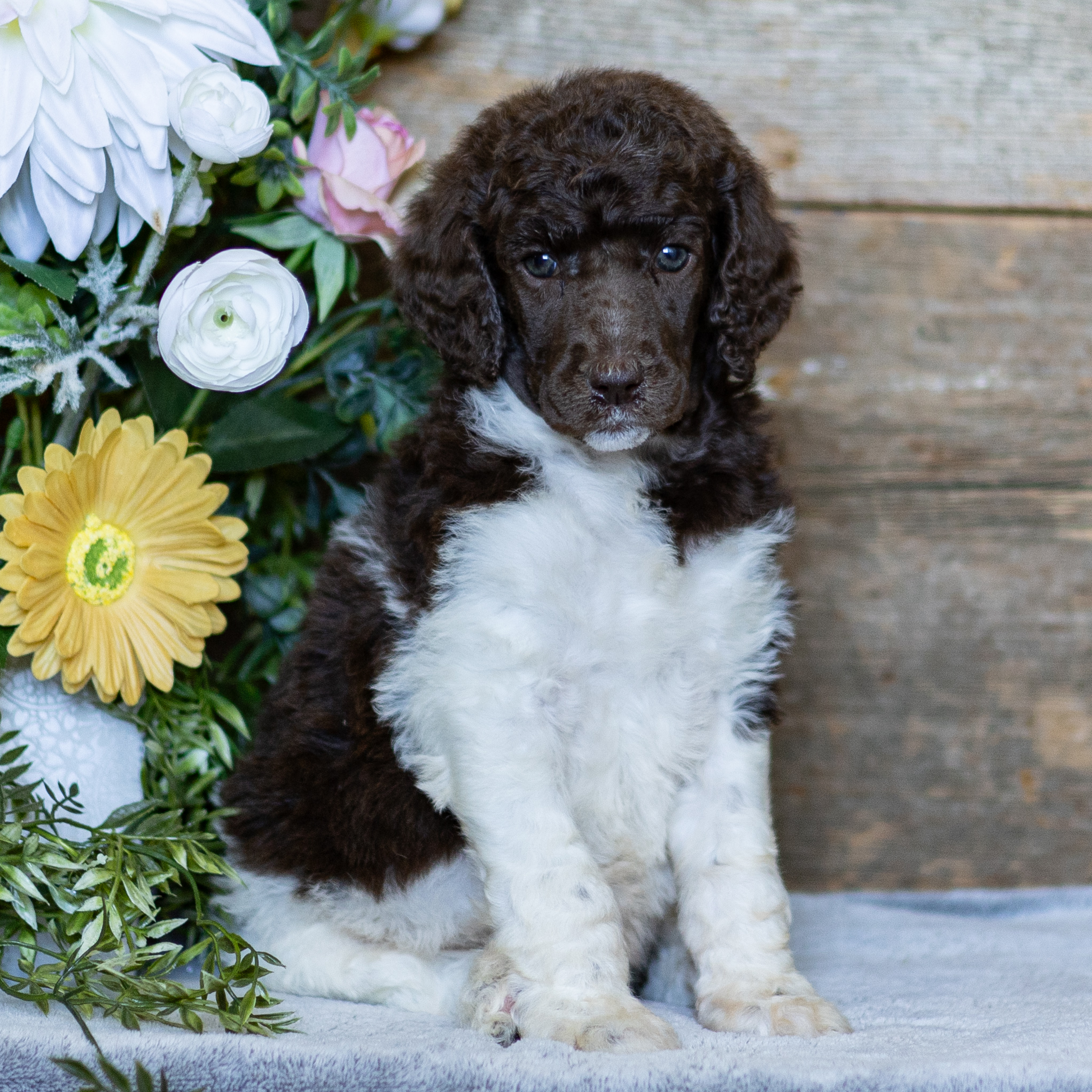 puppy, for, sale, Standard Poodle, John  Stoltzfus, dog, breeder, Christiana, PA, dog-breeder, puppy-for-sale, forsale, nearby, find, puppyfind, locator, puppylocator, aca