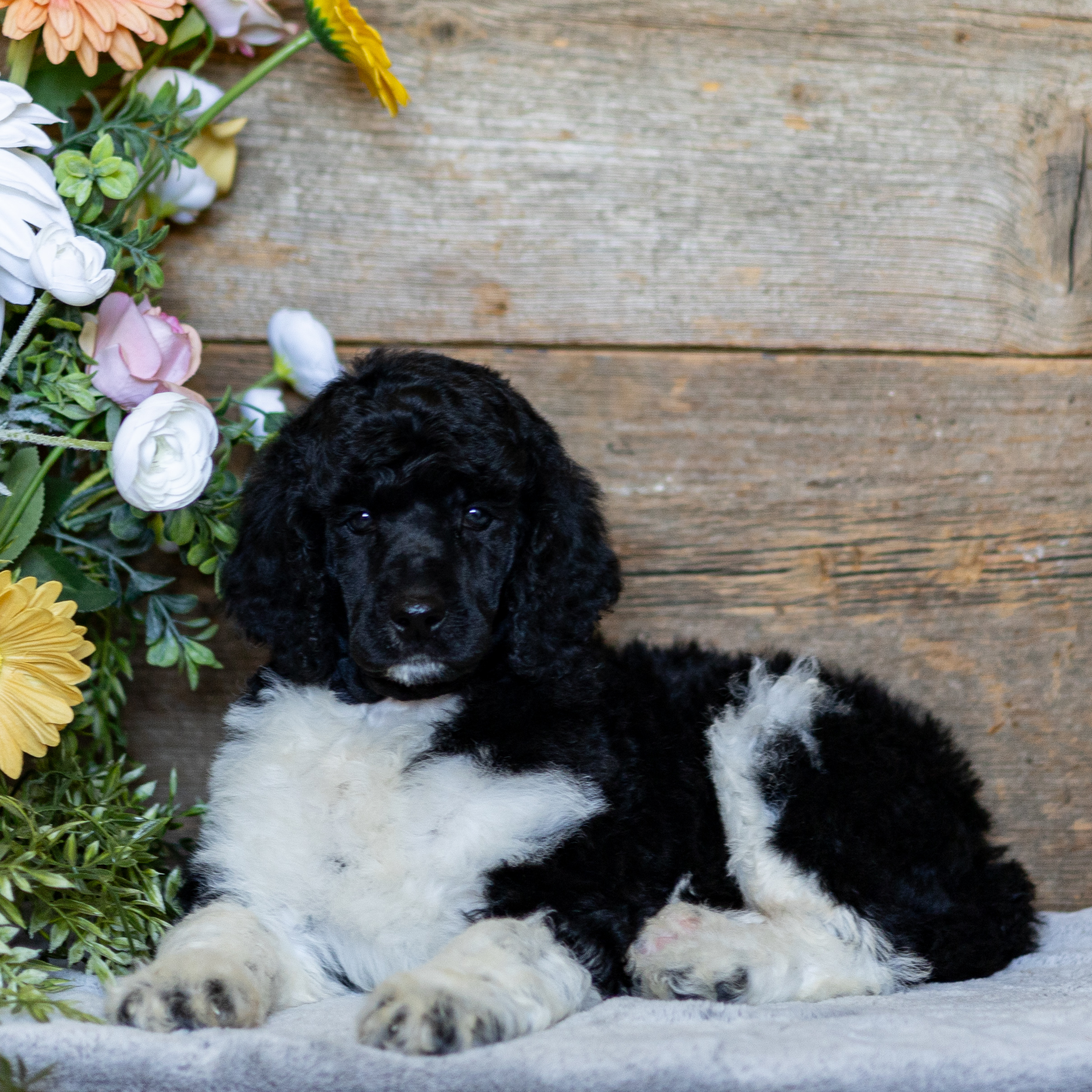 puppy, for, sale, Standard Poodle, John  Stoltzfus, dog, breeder, Christiana, PA, dog-breeder, puppy-for-sale, forsale, nearby, find, puppyfind, locator, puppylocator, aca
