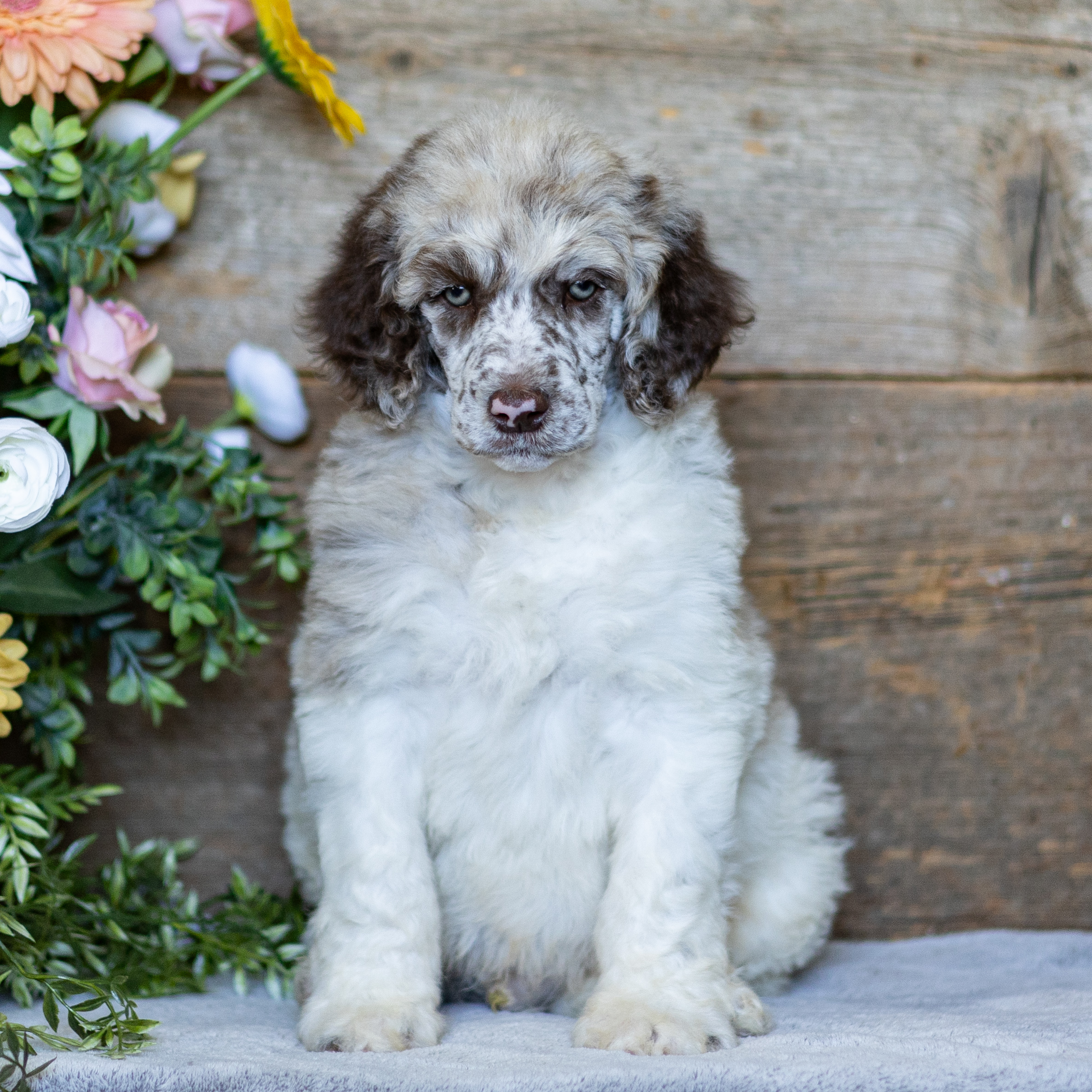 puppy, for, sale, Standard Poodle, John  Stoltzfus, dog, breeder, Christiana, PA, dog-breeder, puppy-for-sale, forsale, nearby, find, puppyfind, locator, puppylocator, aca