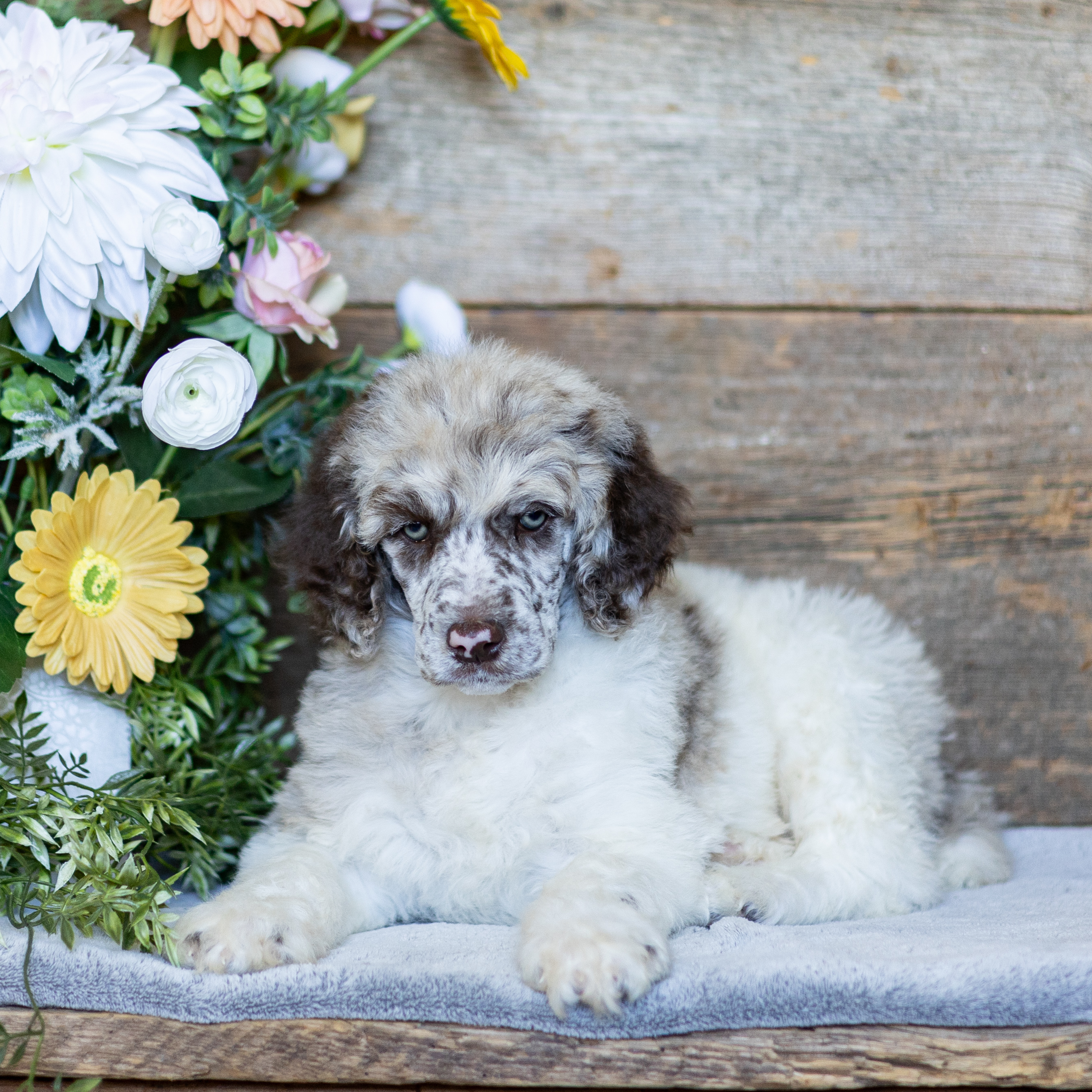 puppy, for, sale, Standard Poodle, John  Stoltzfus, dog, breeder, Christiana, PA, dog-breeder, puppy-for-sale, forsale, nearby, find, puppyfind, locator, puppylocator, aca