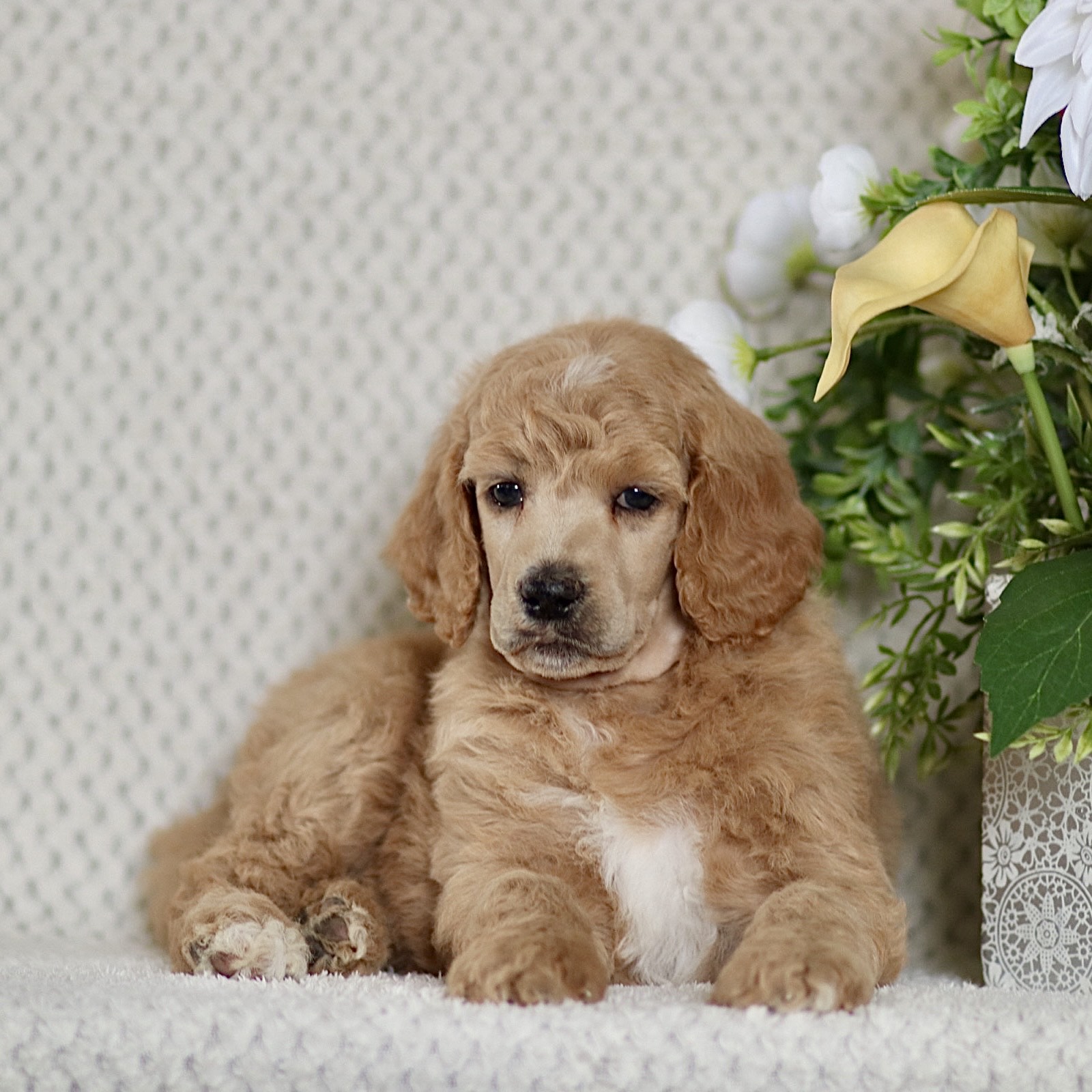 puppy, for, sale, Standard Poodle, John  Stoltzfus, dog, breeder, Christiana, PA, dog-breeder, puppy-for-sale, forsale, nearby, find, puppyfind, locator, puppylocator, aca