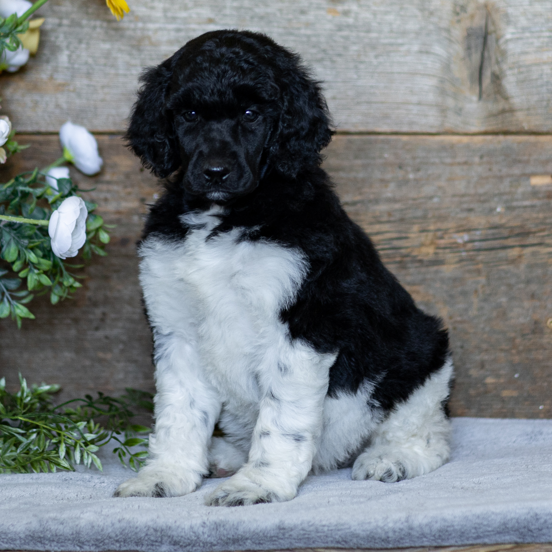 puppy, for, sale, Standard Poodle, John  Stoltzfus, dog, breeder, Christiana, PA, dog-breeder, puppy-for-sale, forsale, nearby, find, puppyfind, locator, puppylocator, aca