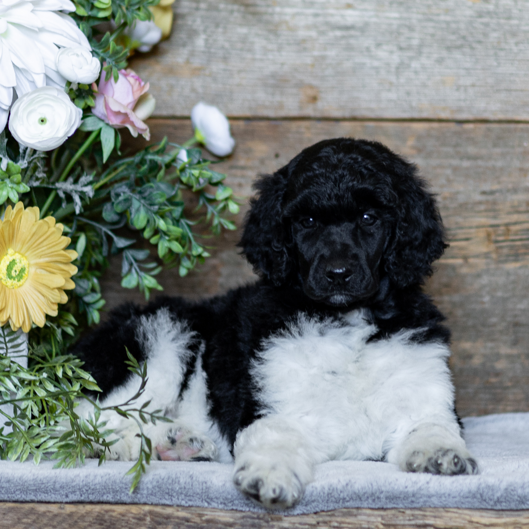 puppy, for, sale, Standard Poodle, John  Stoltzfus, dog, breeder, Christiana, PA, dog-breeder, puppy-for-sale, forsale, nearby, find, puppyfind, locator, puppylocator, aca
