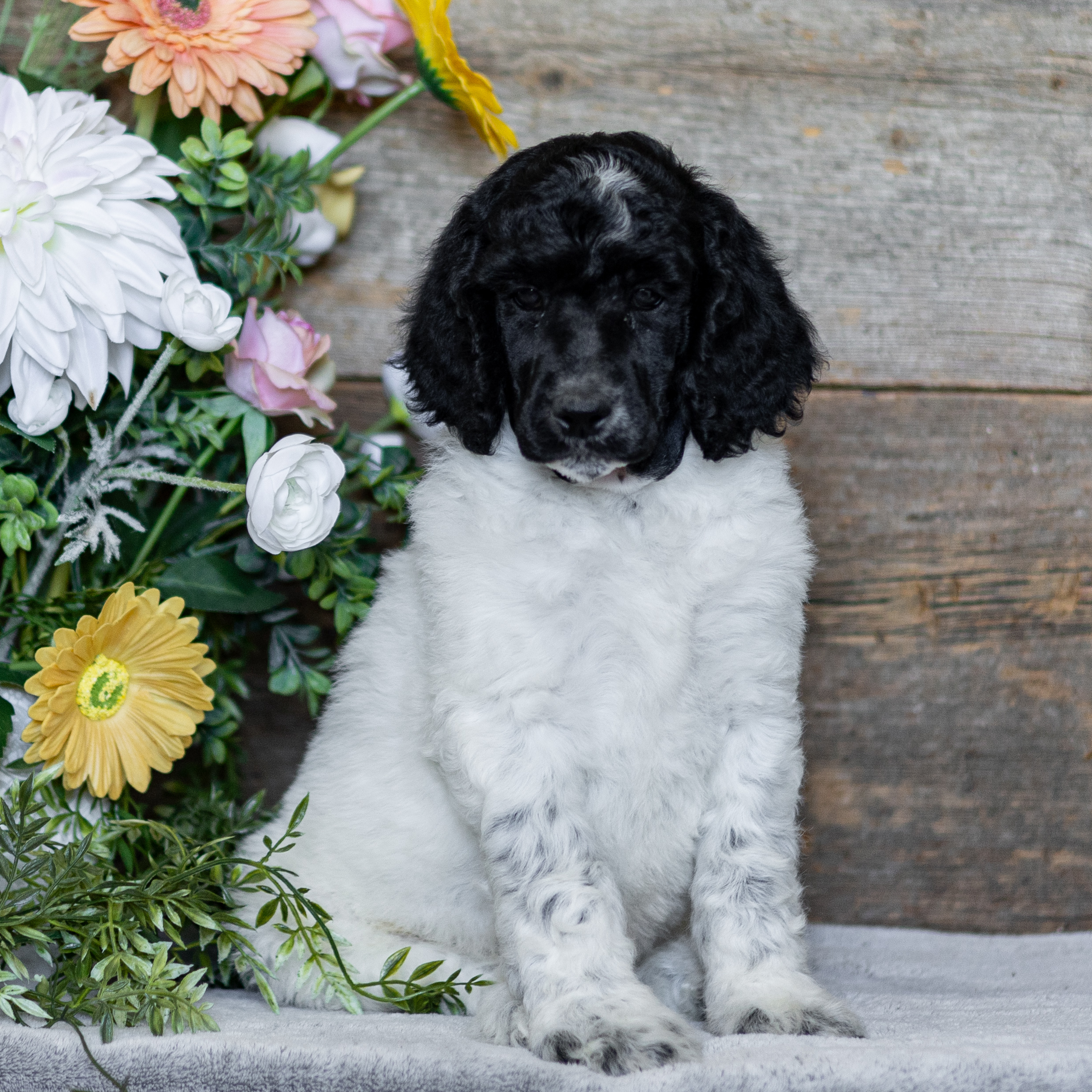 puppy, for, sale, Standard Poodle, John  Stoltzfus, dog, breeder, Christiana, PA, dog-breeder, puppy-for-sale, forsale, nearby, find, puppyfind, locator, puppylocator, aca