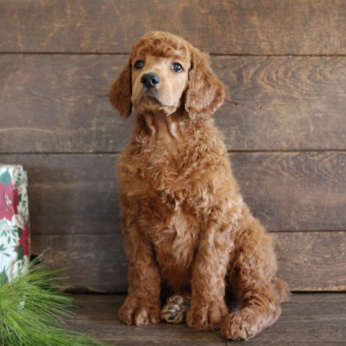 puppy, for, sale, Standard Poodle, John  Stoltzfus, dog, breeder, Christiana, PA, dog-breeder, puppy-for-sale, forsale, nearby, find, puppyfind, locator, puppylocator, aca