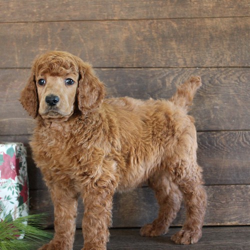 puppy, for, sale, Standard Poodle, John  Stoltzfus, dog, breeder, Christiana, PA, dog-breeder, puppy-for-sale, forsale, nearby, find, puppyfind, locator, puppylocator, aca
