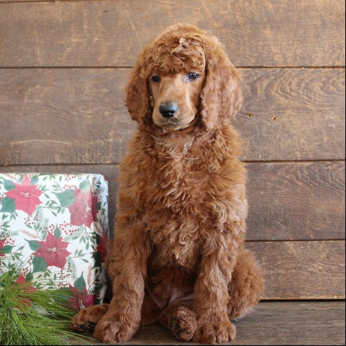 puppy, for, sale, Standard Poodle, John  Stoltzfus, dog, breeder, Christiana, PA, dog-breeder, puppy-for-sale, forsale, nearby, find, puppyfind, locator, puppylocator, aca
