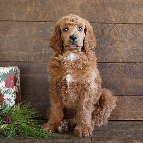 puppy, for, sale, Standard Poodle, John  Stoltzfus, dog, breeder, Christiana, PA, dog-breeder, puppy-for-sale, forsale, nearby, find, puppyfind, locator, puppylocator, aca