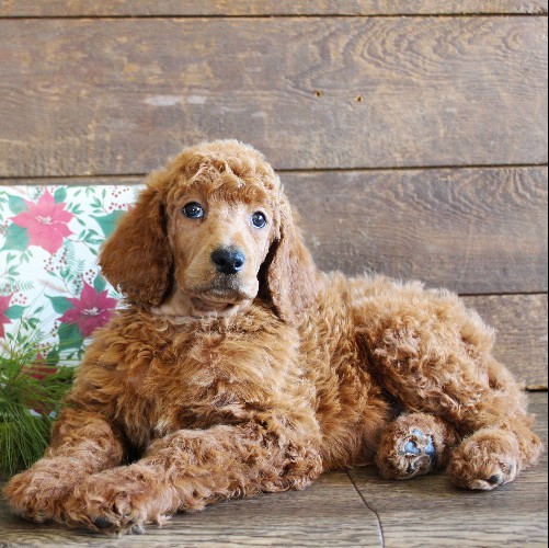 puppy, for, sale, Standard Poodle, John  Stoltzfus, dog, breeder, Christiana, PA, dog-breeder, puppy-for-sale, forsale, nearby, find, puppyfind, locator, puppylocator, aca