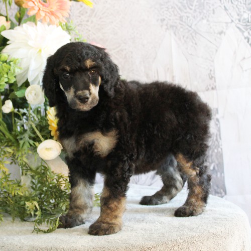 puppy, for, sale, Standard Poodle, John  Stoltzfus, dog, breeder, Christiana, PA, dog-breeder, puppy-for-sale, forsale, nearby, find, puppyfind, locator, puppylocator, aca
