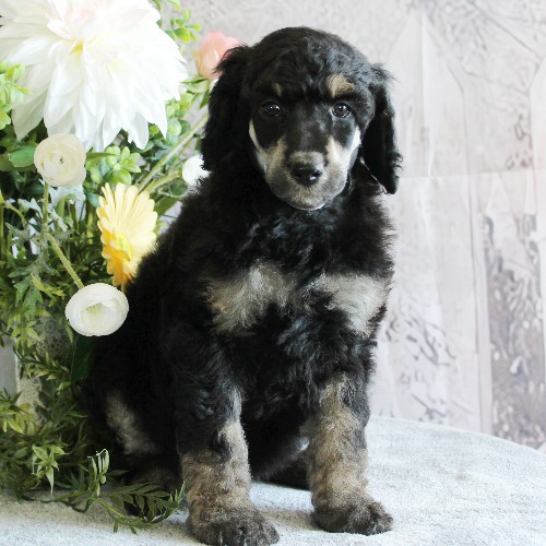 puppy, for, sale, Standard Poodle, John  Stoltzfus, dog, breeder, Christiana, PA, dog-breeder, puppy-for-sale, forsale, nearby, find, puppyfind, locator, puppylocator, aca