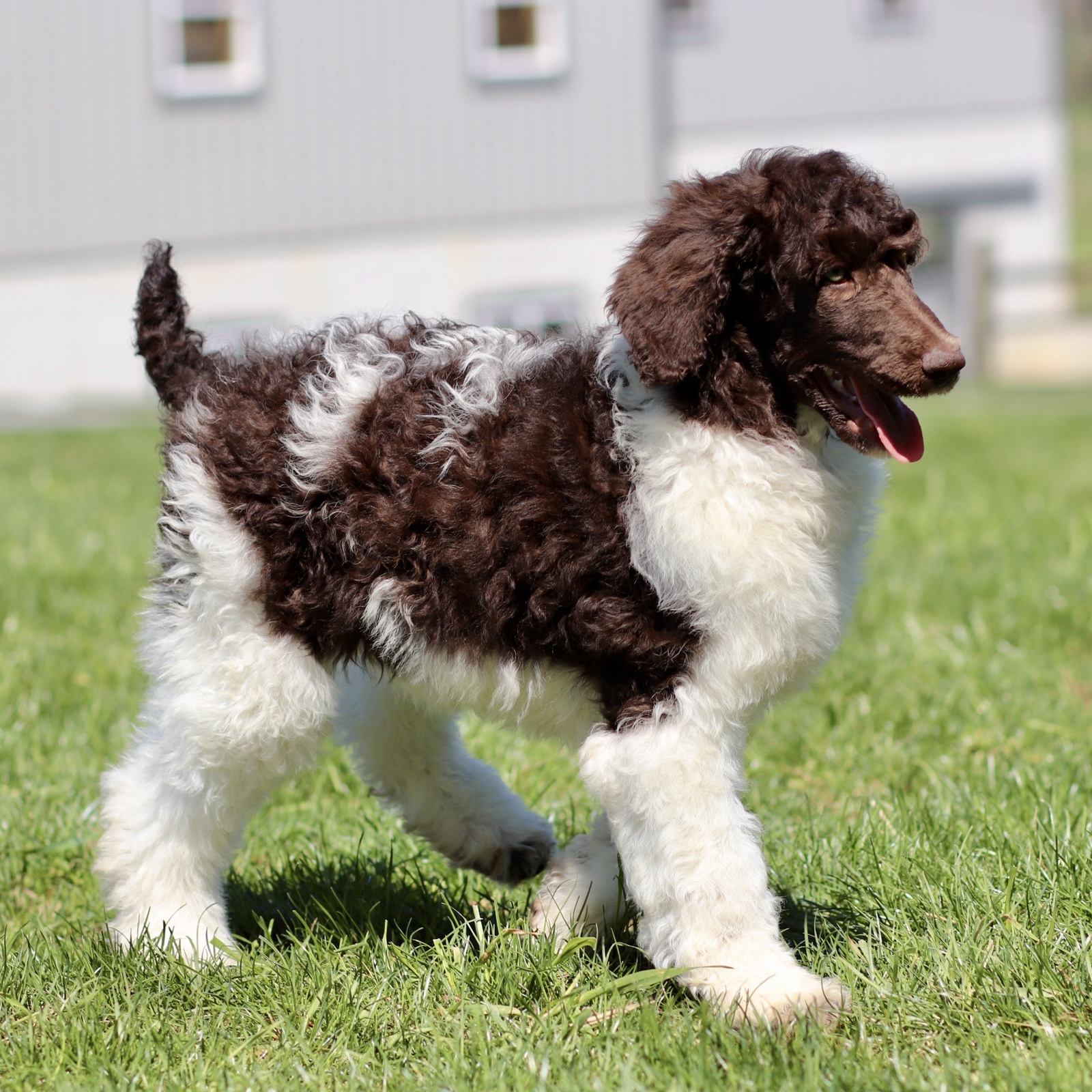 puppy, for, sale, Standard Poodle, John  Stoltzfus, dog, breeder, Christiana, PA, dog-breeder, puppy-for-sale, forsale, nearby, find, puppyfind, locator, puppylocator, aca