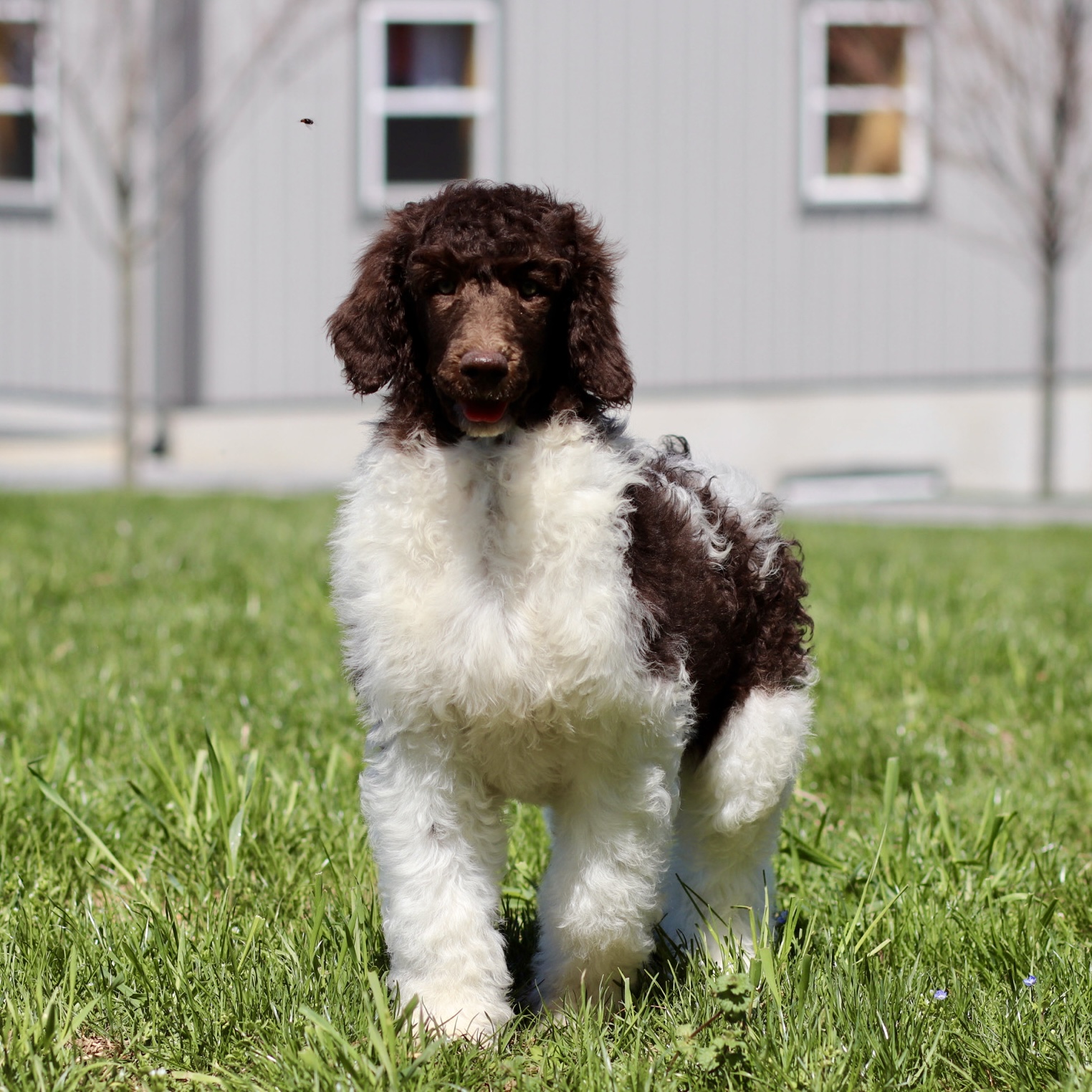 puppy, for, sale, Standard Poodle, John  Stoltzfus, dog, breeder, Christiana, PA, dog-breeder, puppy-for-sale, forsale, nearby, find, puppyfind, locator, puppylocator, aca