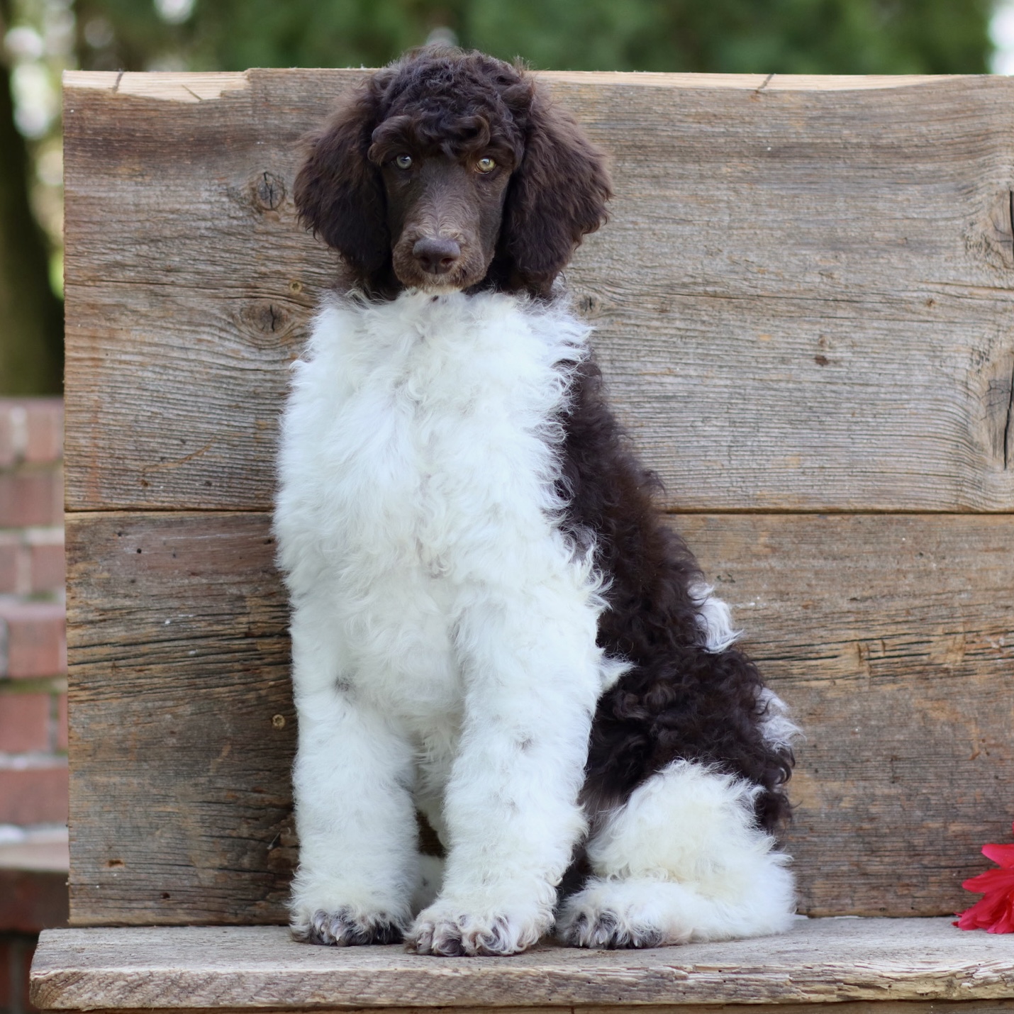 puppy, for, sale, Standard Poodle, John  Stoltzfus, dog, breeder, Christiana, PA, dog-breeder, puppy-for-sale, forsale, nearby, find, puppyfind, locator, puppylocator, aca