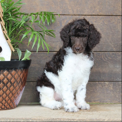 puppy, for, sale, Standard Poodle, John  Stoltzfus, dog, breeder, Christiana, PA, dog-breeder, puppy-for-sale, forsale, nearby, find, puppyfind, locator, puppylocator, aca