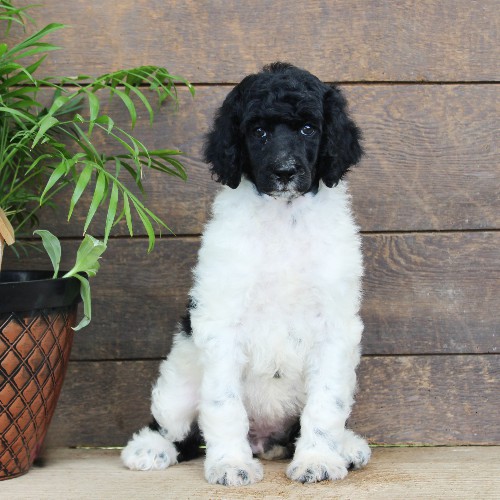 puppy, for, sale, Standard Poodle, John  Stoltzfus, dog, breeder, Christiana, PA, dog-breeder, puppy-for-sale, forsale, nearby, find, puppyfind, locator, puppylocator, aca