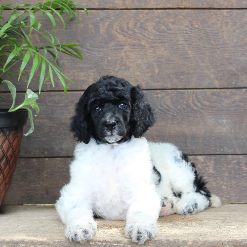 puppy, for, sale, Standard Poodle, John  Stoltzfus, dog, breeder, Christiana, PA, dog-breeder, puppy-for-sale, forsale, nearby, find, puppyfind, locator, puppylocator, aca