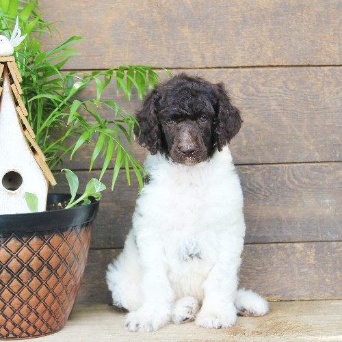 puppy, for, sale, Standard Poodle, John  Stoltzfus, dog, breeder, Christiana, PA, dog-breeder, puppy-for-sale, forsale, nearby, find, puppyfind, locator, puppylocator, aca