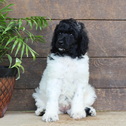 puppy, for, sale, Standard Poodle, John  Stoltzfus, dog, breeder, Christiana, PA, dog-breeder, puppy-for-sale, forsale, nearby, find, puppyfind, locator, puppylocator, aca
