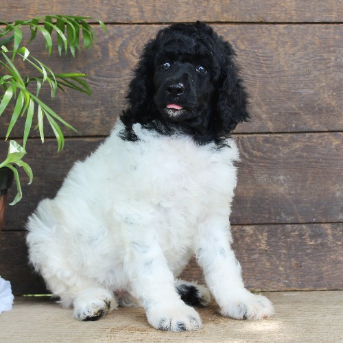 puppy, for, sale, Standard Poodle, John  Stoltzfus, dog, breeder, Christiana, PA, dog-breeder, puppy-for-sale, forsale, nearby, find, puppyfind, locator, puppylocator, aca
